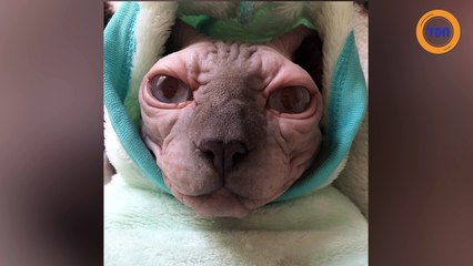 Ce chat sphynx obèse est le chouchou des réseaux sociaux