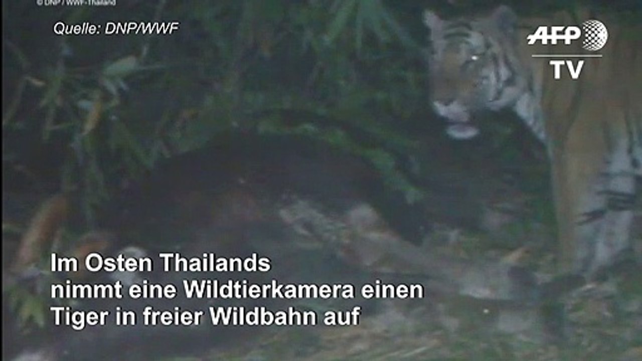 Thailand: seltener tiger läuft in kamerafalle