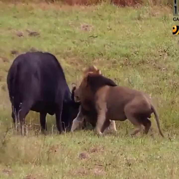 lion attack on buffalo.