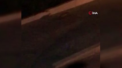 Denizli’de aç kalan tilki kent merkezine indi