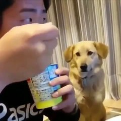Cutest Dogs - ♥Cute Puppies Doing Funny Things 2019♥ #1