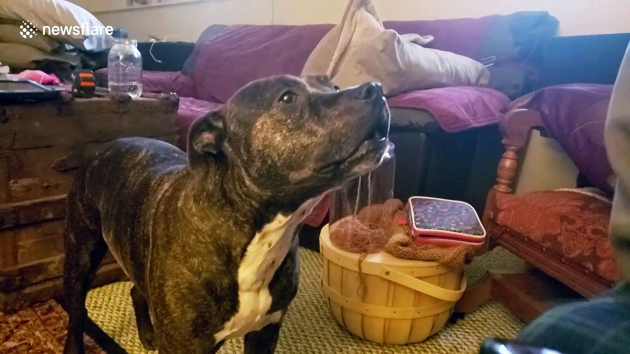 Excitable dog loses all composure when she hears owners say 'walk' in their conversation