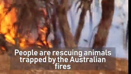 Charity rescues animals that have survived Australian fires but face starvation in the aftermath