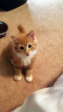 Kitten Can't Tame its Tongue