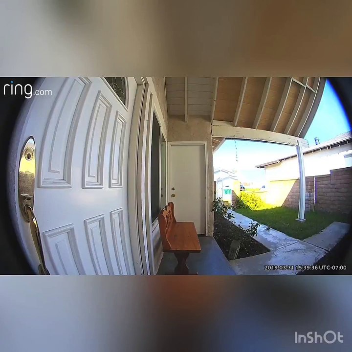 Doorbell Camera Capture Feathers Flying