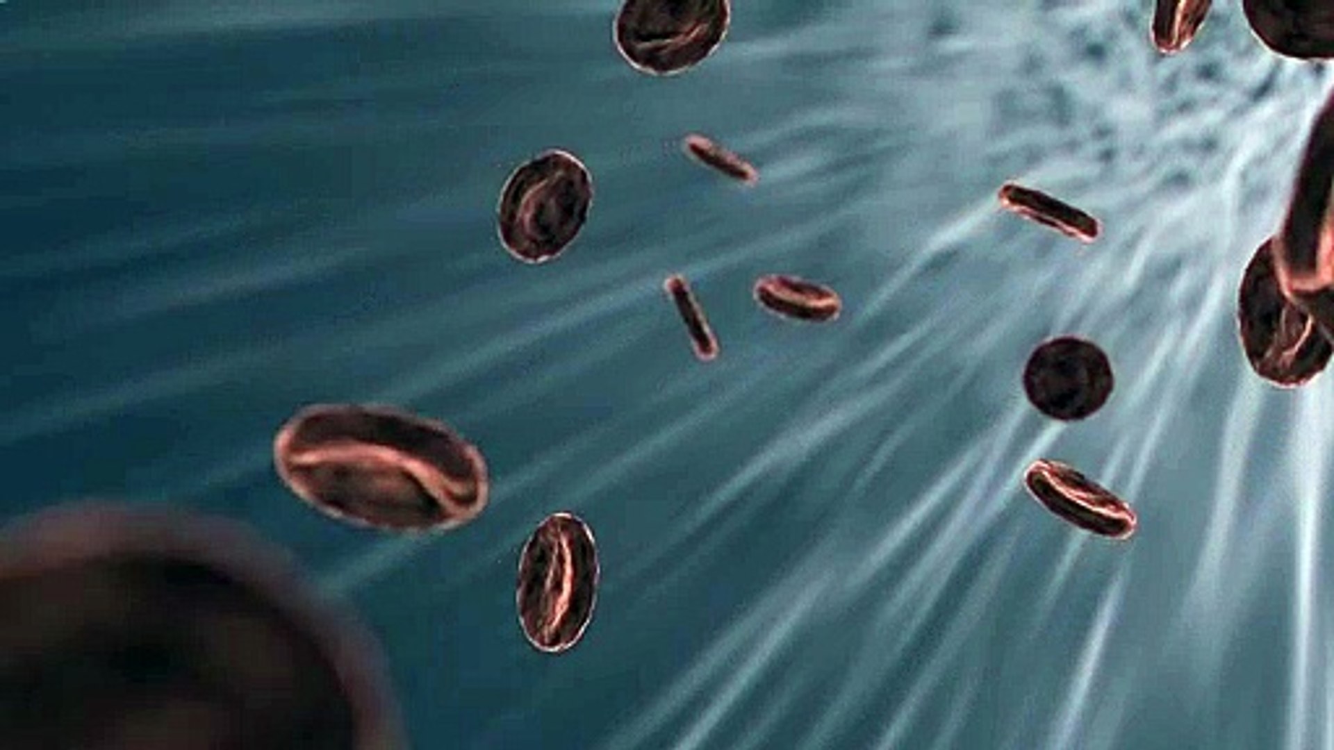 ⁣how blood move in body