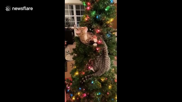 Weird cats snuggle and get stuck in Christmas tree while grooming each other