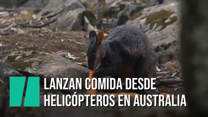 Lanzan comida desde helicópteros para ayudar a los animales en Australia