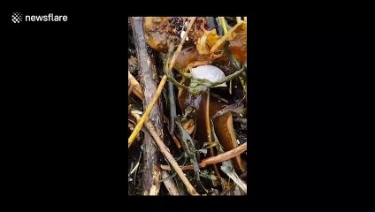 Scary moment Portugese Man O' War wash up on UK beaches amid Storm Brendan