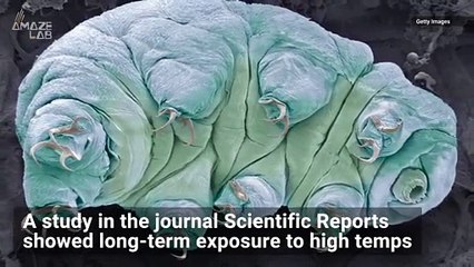 Earth’s Toughest Animals, Tardigrades, Weakened by Climate Change