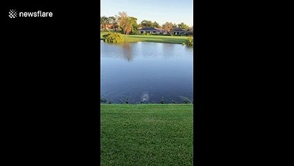 Delightful manatees enjoy a snack in South Florida backyard