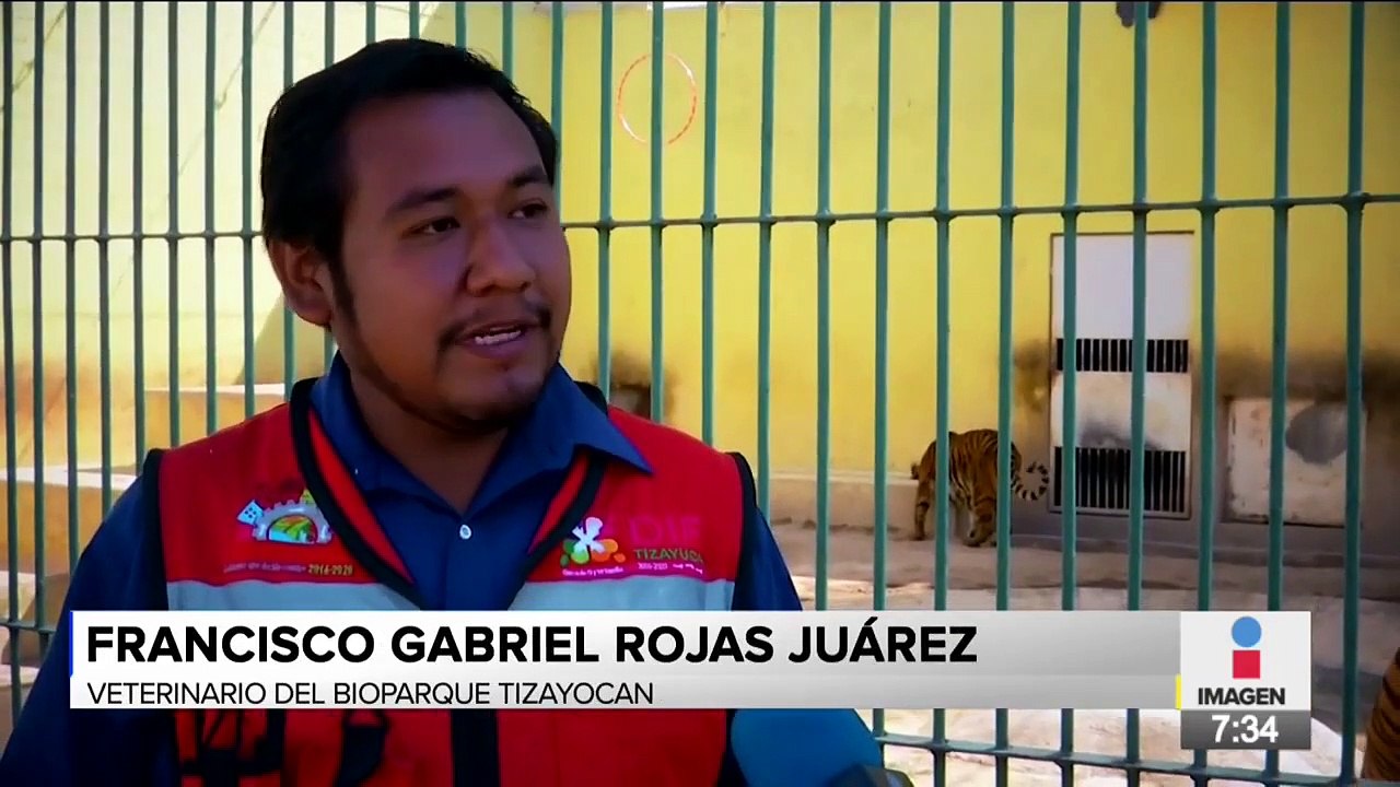 Nacen cuatro tigres de bengala en Tizayuca, Hidalgo