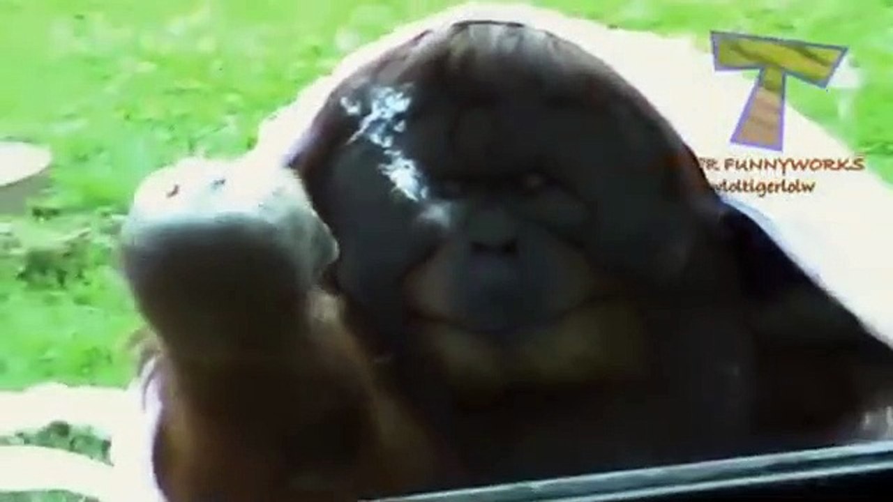 Funny_Animals_;