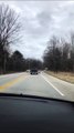 Pig Roams Road and Stops Traffic