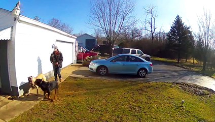 Playing Pooches Take Out Their Guest