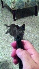 Laser Pointer Has Cat Communicating