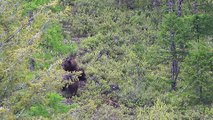 Wild Grizzlies Mate in Montana