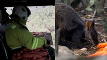 Australian Officials Are Dropping Food Out Of Helicopters For Animals