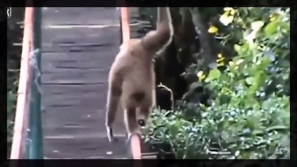 10 Most Amazing Video in The World You Need To See