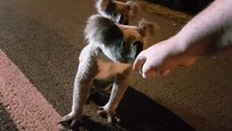 Un australien croise la route d'une maman koala avec un bébé sur son dos... Adorable