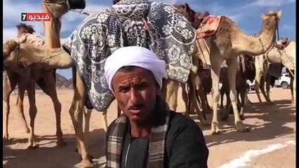 محافظات الصعيد والوادى الجديد تشارك بـ65 جملا بمهرجان شرم الشيخ للهجن