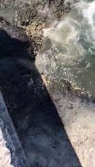 Los vertidos de Puerto Santiago llegan a los consulados de Alemania e Inglaterra