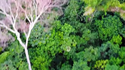 HRW denuncia aumento de agressões contra defensores da Amazônia