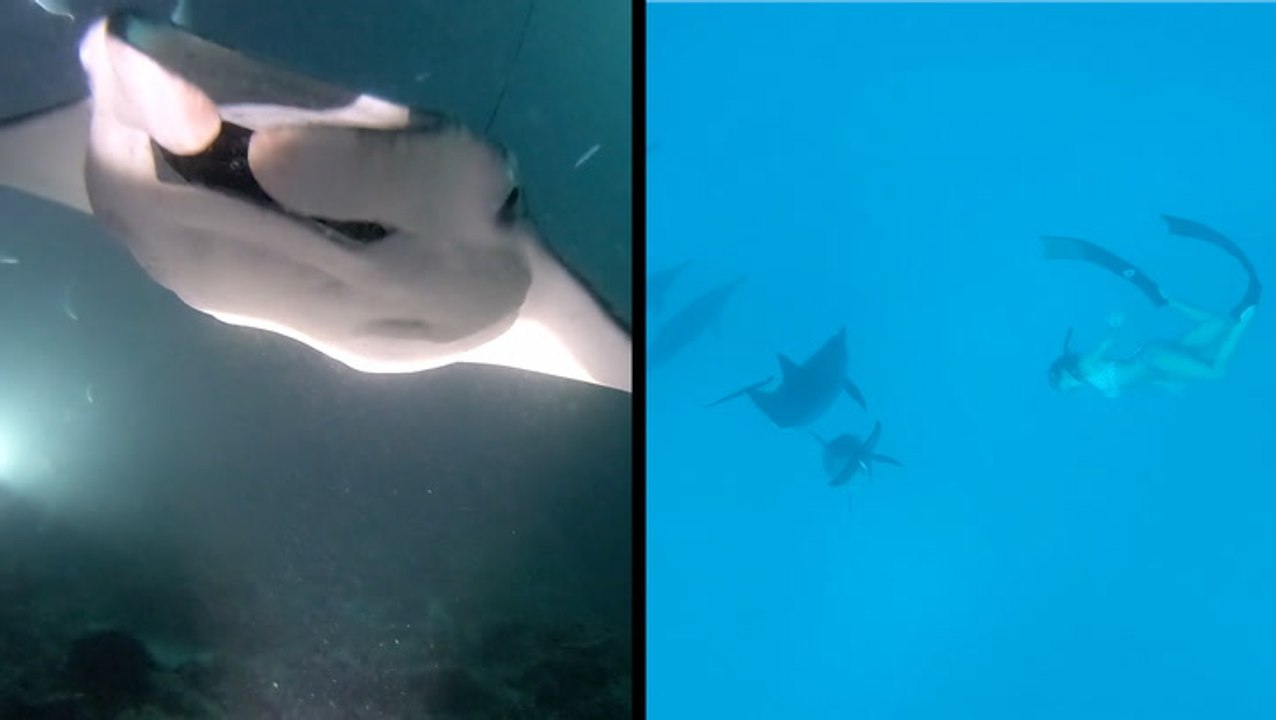 These Underwater Encounters With Marine Life Are Incredible