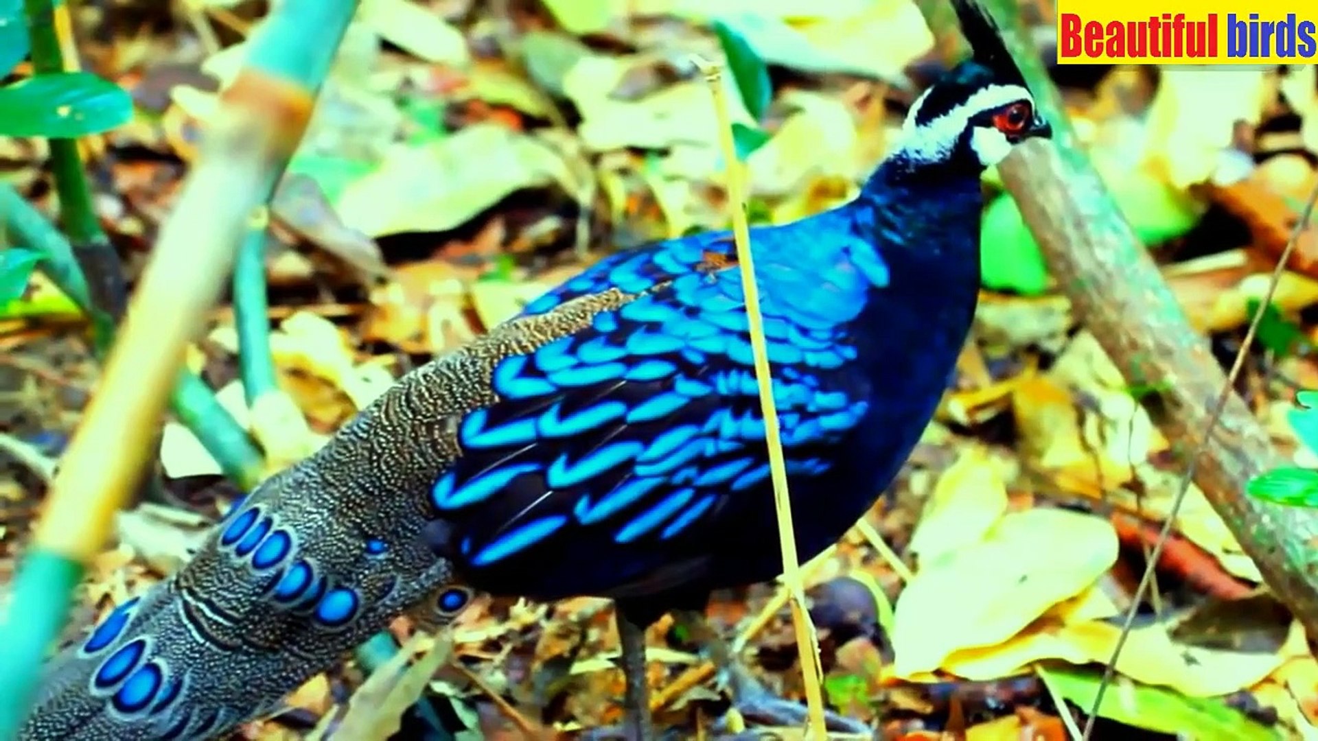 ⁣Most Beautiful Parrots and other birds