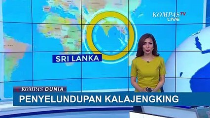 Untuk Diekstrak, Pria Asal Tiongkok Selundupkan Kalajengking di Bandara