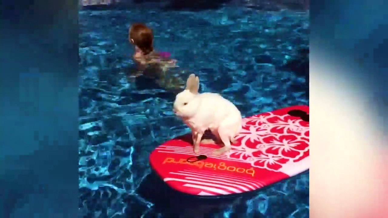 Funniest Rabbit Videos Weekly Compilation 2020 | Funny Pet Videos