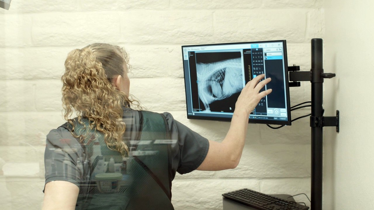 Veterinary Surgery in Escondido & San Diego | Companion Animal Health & Rehabilitation Center