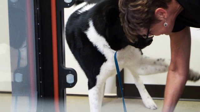 Companion Animal Health & Rehabilitation Center: Silent Tour