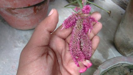 how to collect seeds of cockscomb or celosia plant in urdu hindi