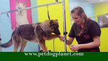 Grooming German Shepherd | Pet Grooming | Dog Grooming