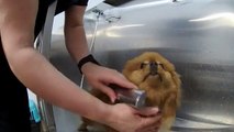 How To Groom Pomeranian | Pet Grooming | Dog Grooming