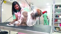 Pet Grooming | Veterinary Hospital | Dog Grooming Time Lapse