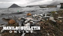 Dead fish were washed ashore in Barangay Buso-Buso in Laurel town, Batangas