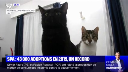 Près de 43.000 adoptions en 2019 à la SPA, un record historique