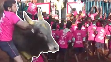 Jallikattu in Madurai's Alanganallur | அவனியாபுரம் ஜல்லிக்கட்டு ஆரம்பம்