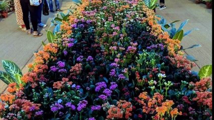 Plant nursery in delhi, Happy New Year