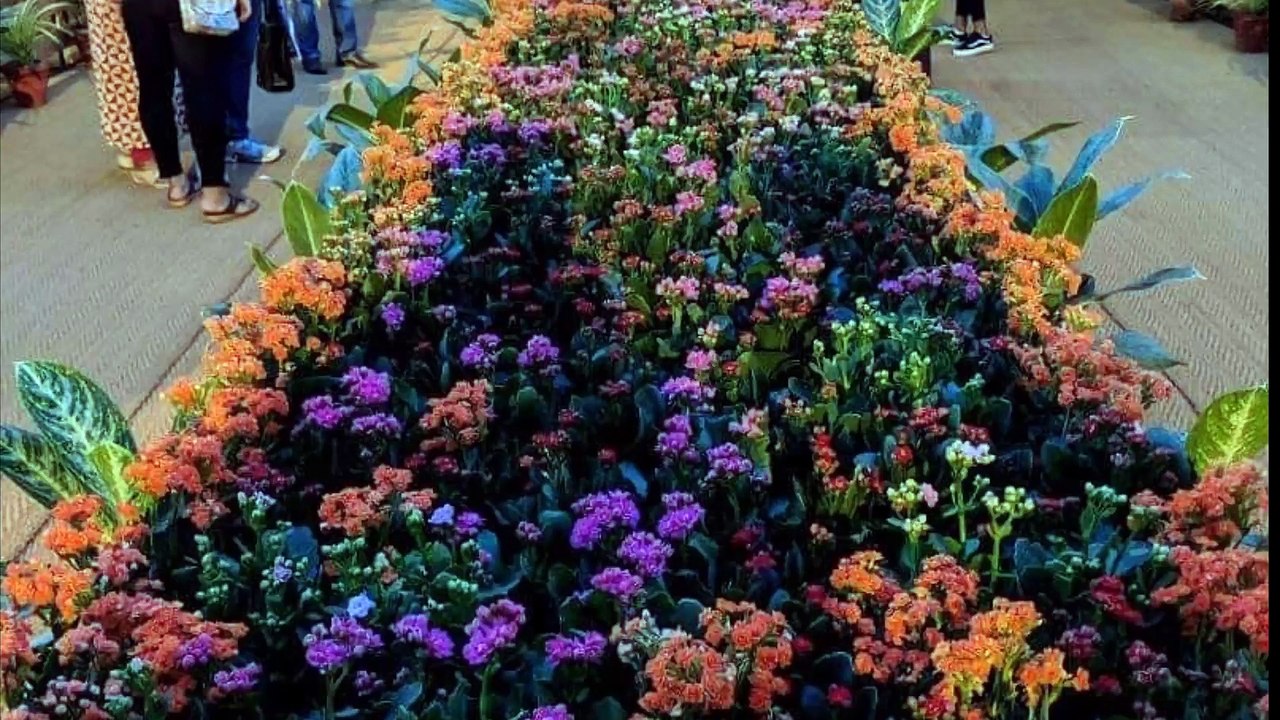 Plant nursery in delhi, Happy New Year