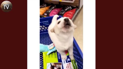 Baby Animals Funny Videos - Cutest Puppies Doing Funny Things 2020