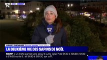 Où vont nos sapins après les fêtes de fin d'année?