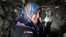 Vanlı kadınlar evlerinde mantar üreterek aile bütçelerine katkı sağlıyor