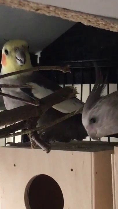 Mâle Calopsitte chant de drague et très bon chanteur