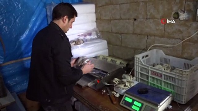 Hobi olarak başladığı 'İstiridye Mantarı' üretiminde taleplere yetişemiyor