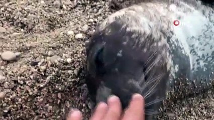 Antalya'da ölü Akdeniz foku kıyaya vurdu