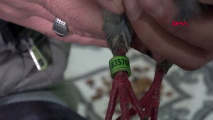 Hakkari'de ayağında 'iran 2018' yazılı halka bulunan güvercin yakalandı