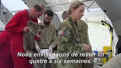 Des dizaines de koalas soignés dans un hôpital de campagne sur l'île Kangourou